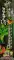 Sparsa Green (2Pcs) Green Flash Torch